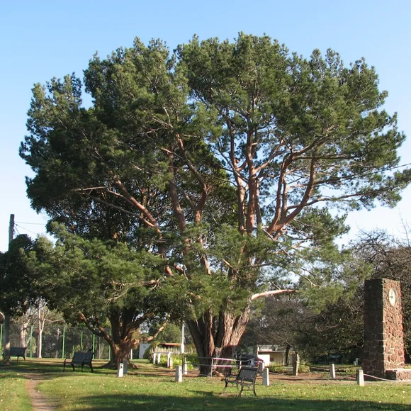 Recognisable view of Wattle Park, Melbourne